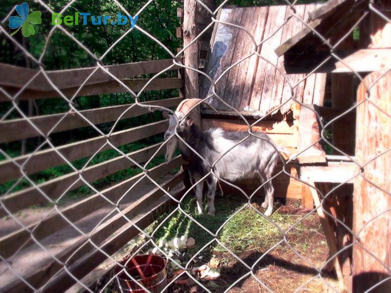 Rest in Belarus - boarding house LODE - Aviary