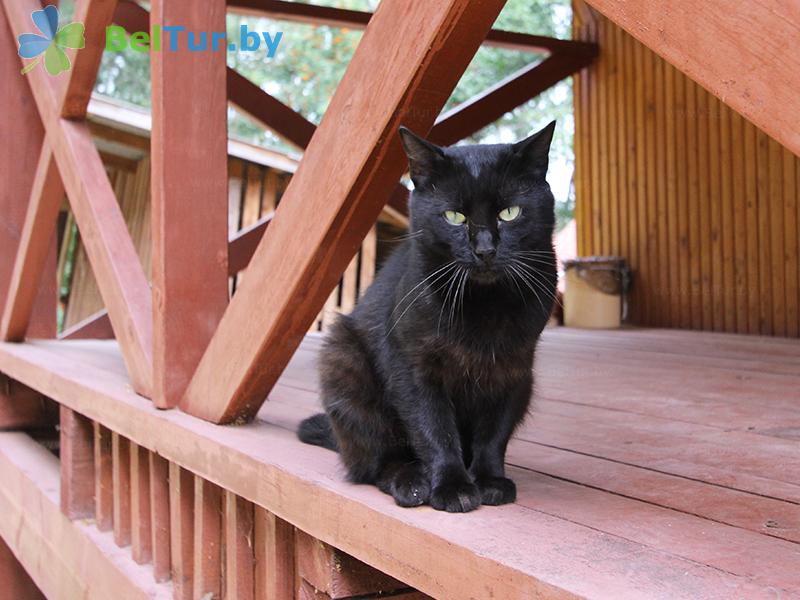 Rest in Belarus - boarding house LODE - Placement with animals