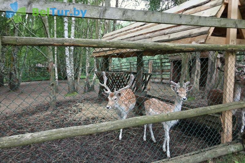 Rest in Belarus - boarding house LODE - Aviary