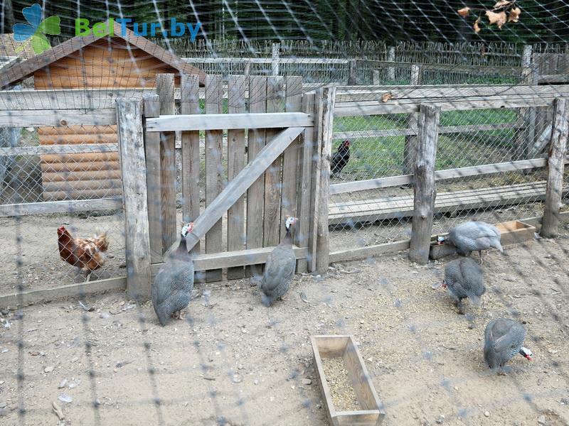 Rest in Belarus - hunter's house Pererov - Aviary