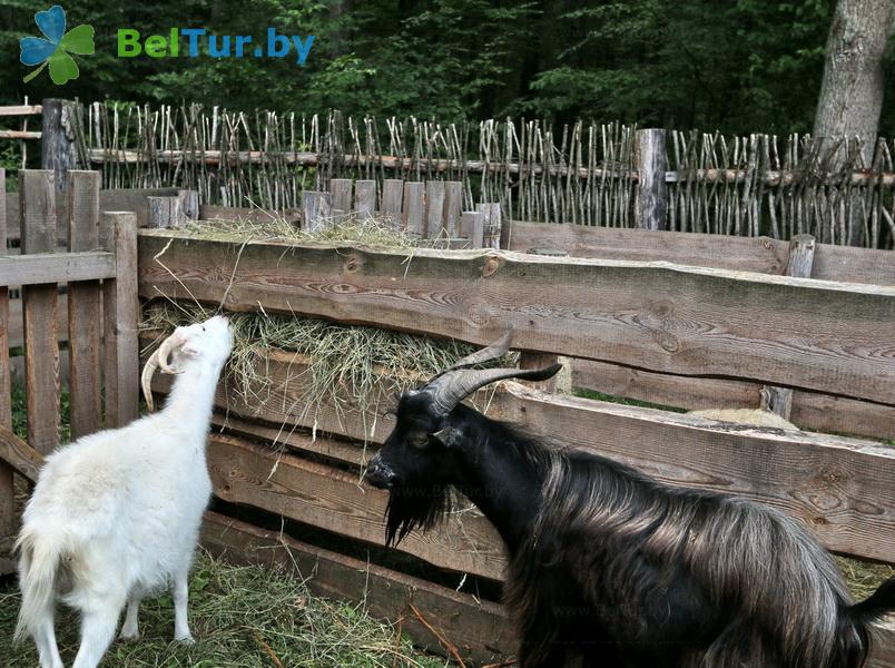 Rest in Belarus - hunter's house Pererov - Aviary