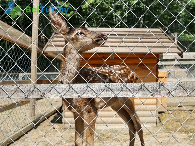 Rest in Belarus - hunter's house Pererov - Aviary