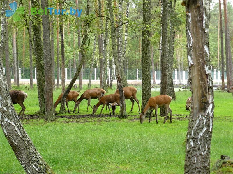 Rest in Belarus - hotel complex Kamenyuki - Territory