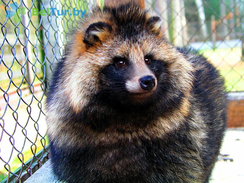 Rest in Belarus - hotel complex Kamenyuki - Aviary