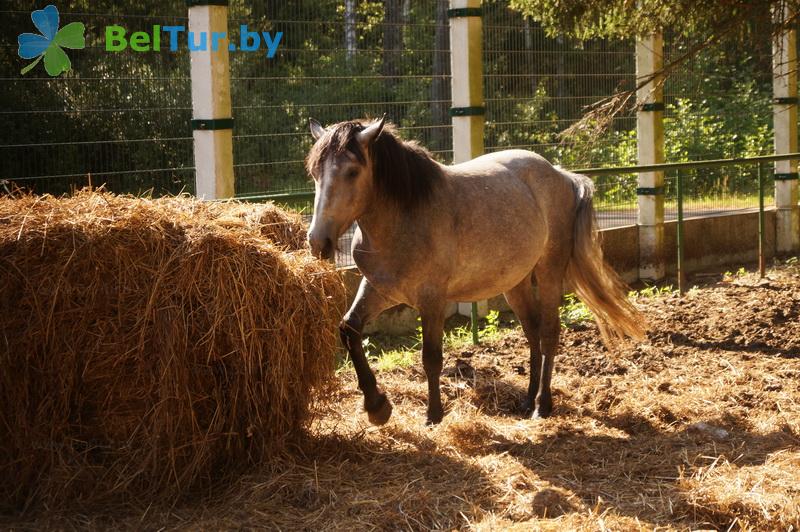 Rest in Belarus - hotel complex Kamenyuki - Aviary