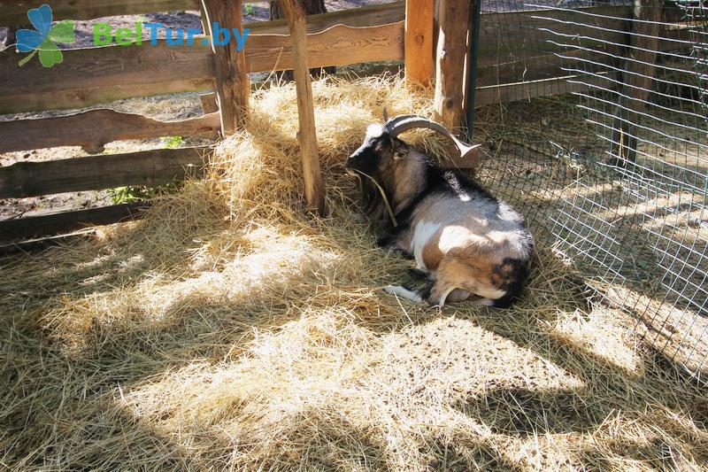 Rest in Belarus - hotel complex Rancho - Aviary