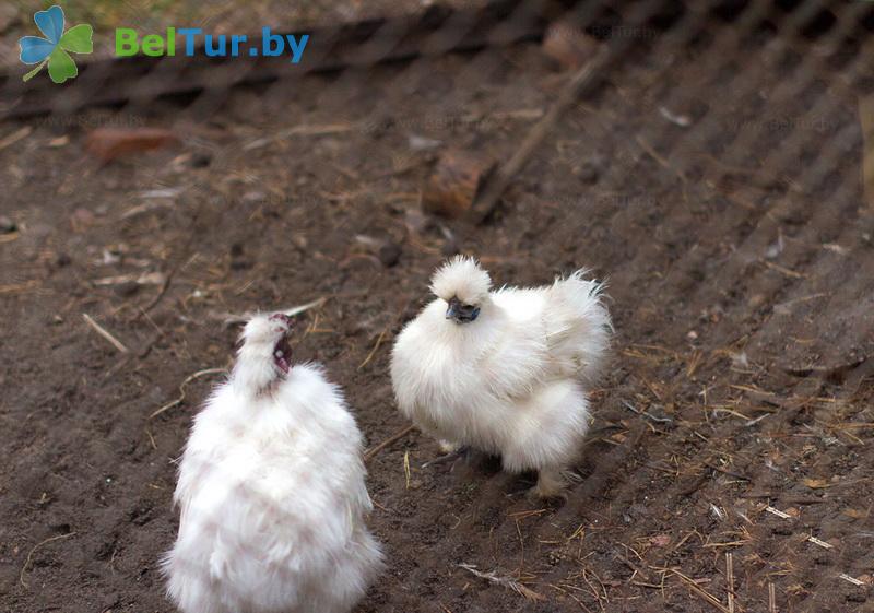 Rest in Belarus - hotel complex Rancho - Aviary