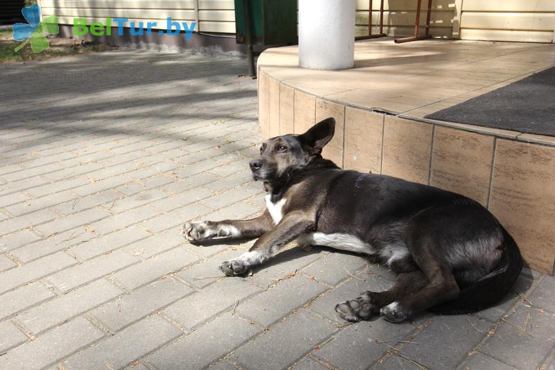 Rest in Belarus - recreation center Pleschenicy - Placement with animals