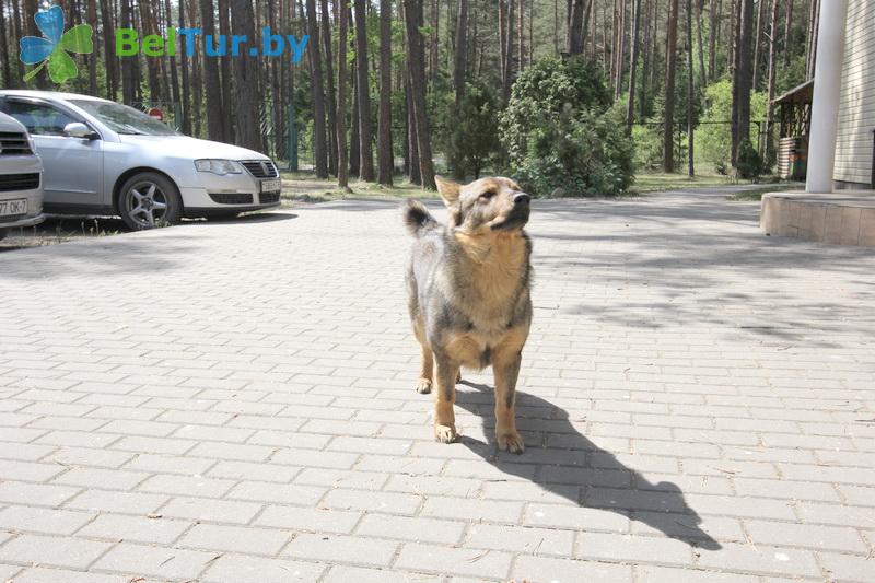 Rest in Belarus - recreation center Pleschenicy - Placement with animals