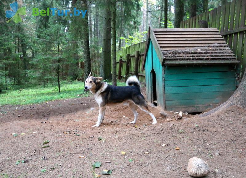 Rest in Belarus - hunter's house Kardon dolgoe - Territory