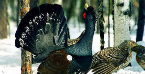 Capercaillie hunting
